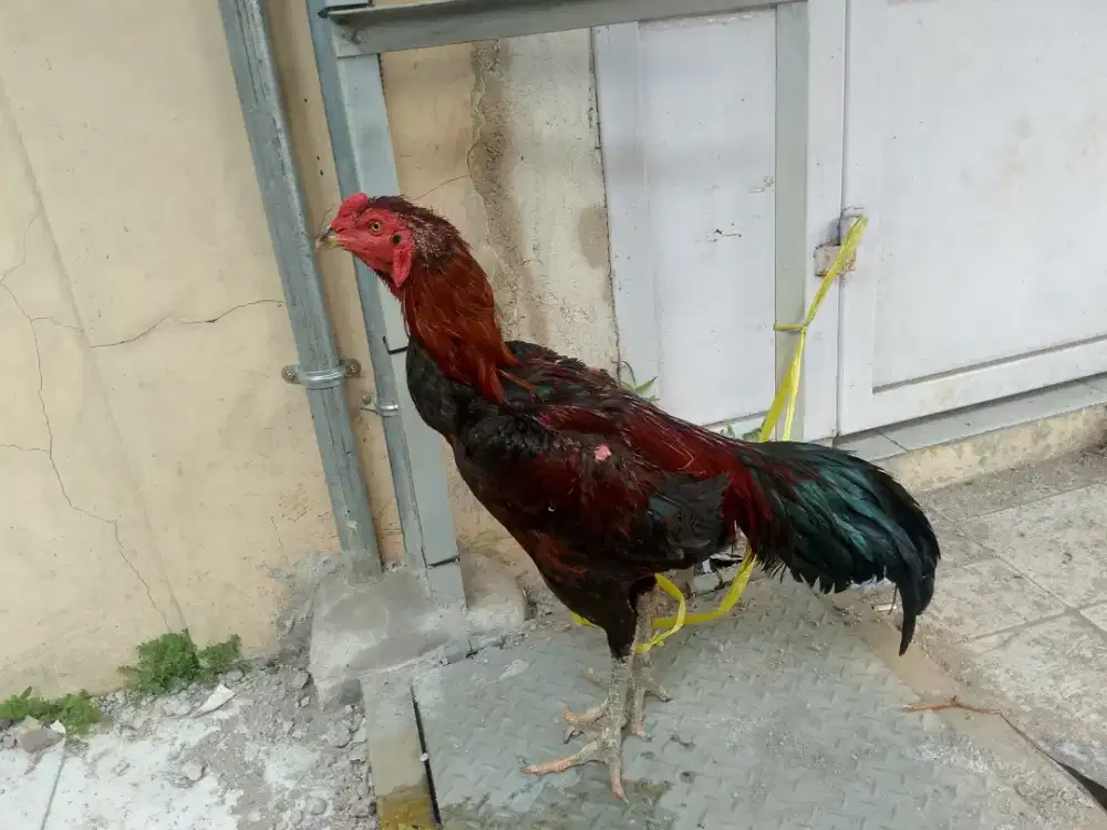 Jual ayam birkok