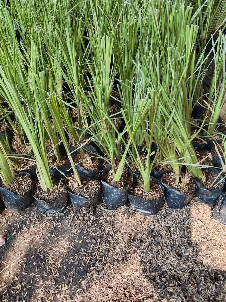 RUMPUT VETIVER POLYBAG READY STOCK