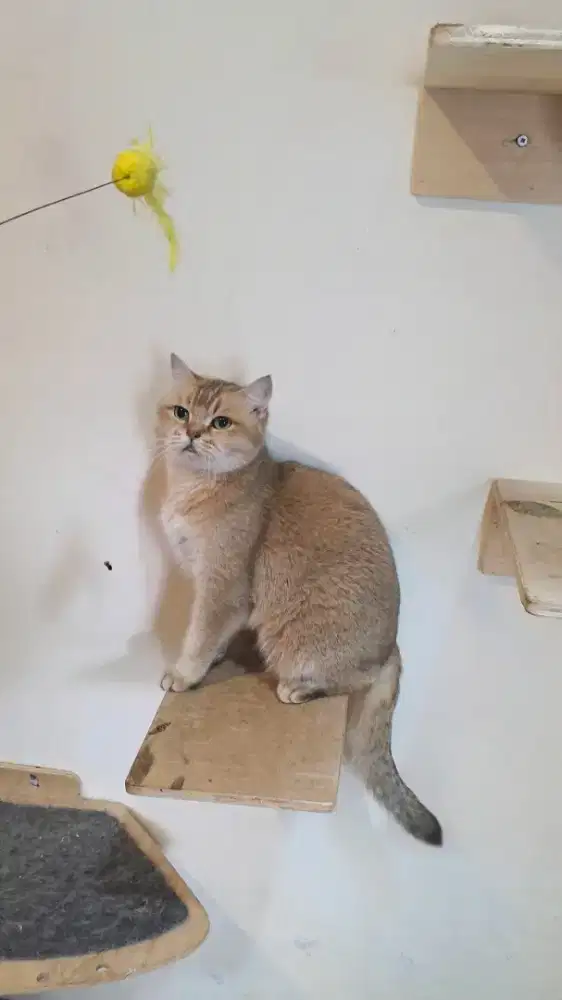 British Shorthair indukan Betina Golden NY 11