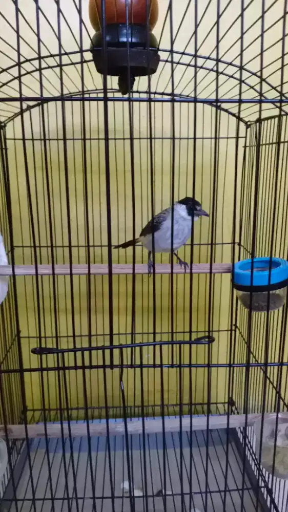Burung kutilang Jantan Gacor