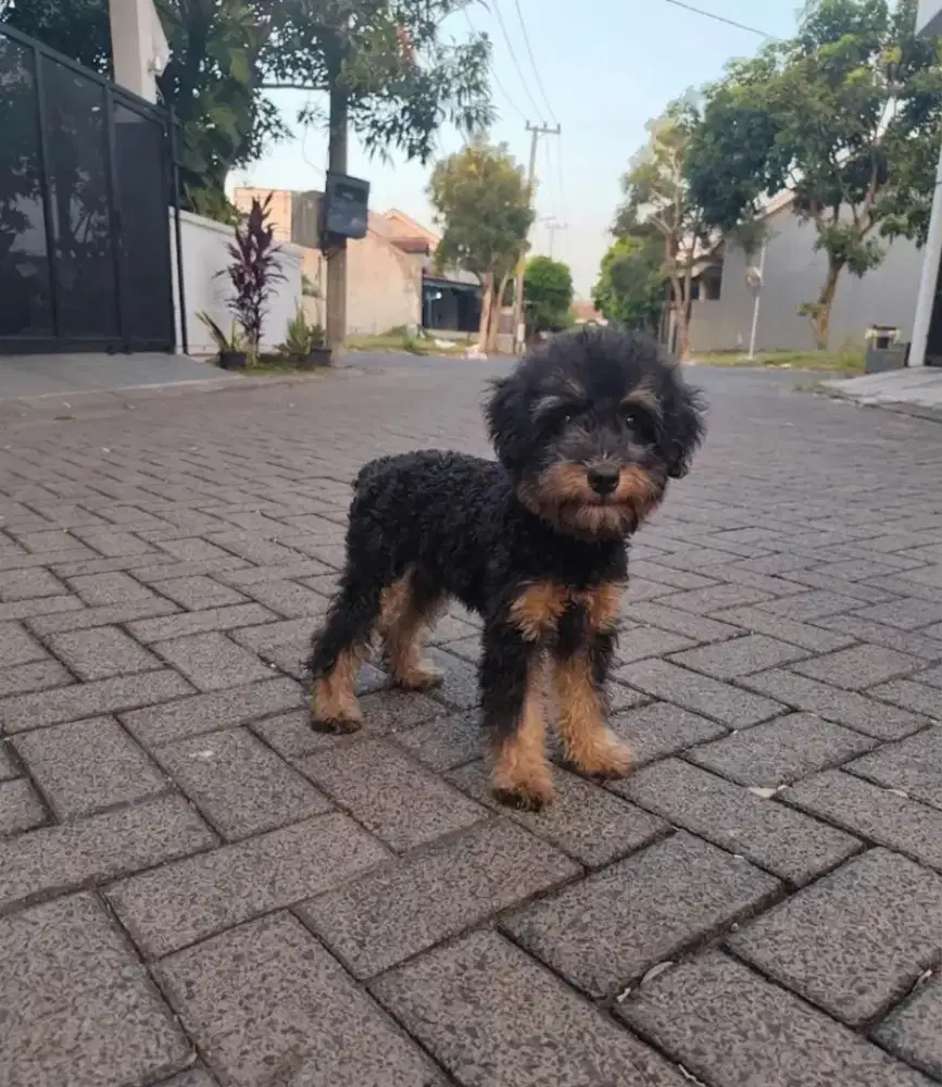 Toy Poodle Black n Tan Male