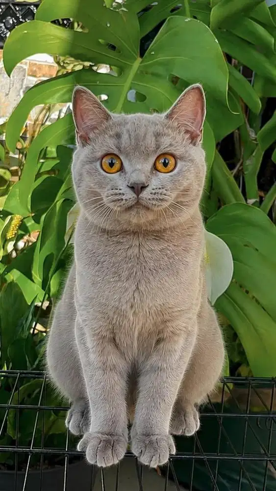 BSH jantan 7 bulan