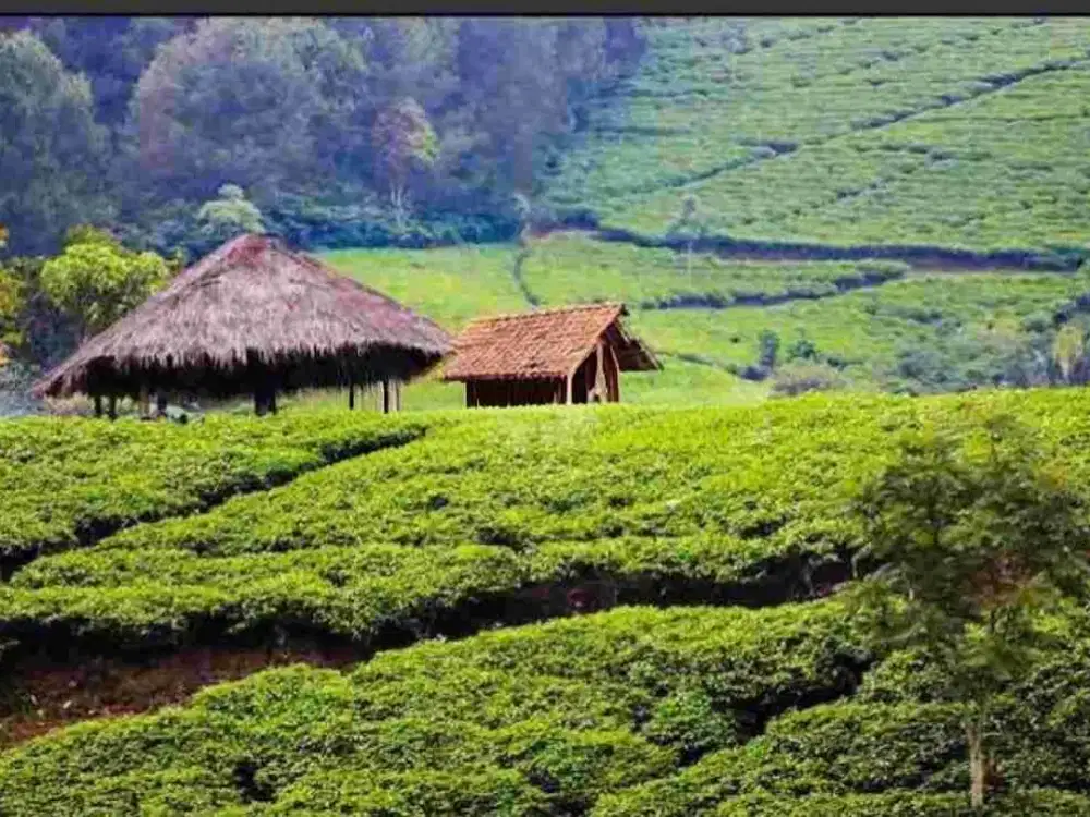 DIJUAL PERKEBUNAN TEH HIJAU PRODUKTIF 42 HA DI MAJALENGKA – LENGKAP DENGAN PABRIK & POTENSI AGROWISATA
