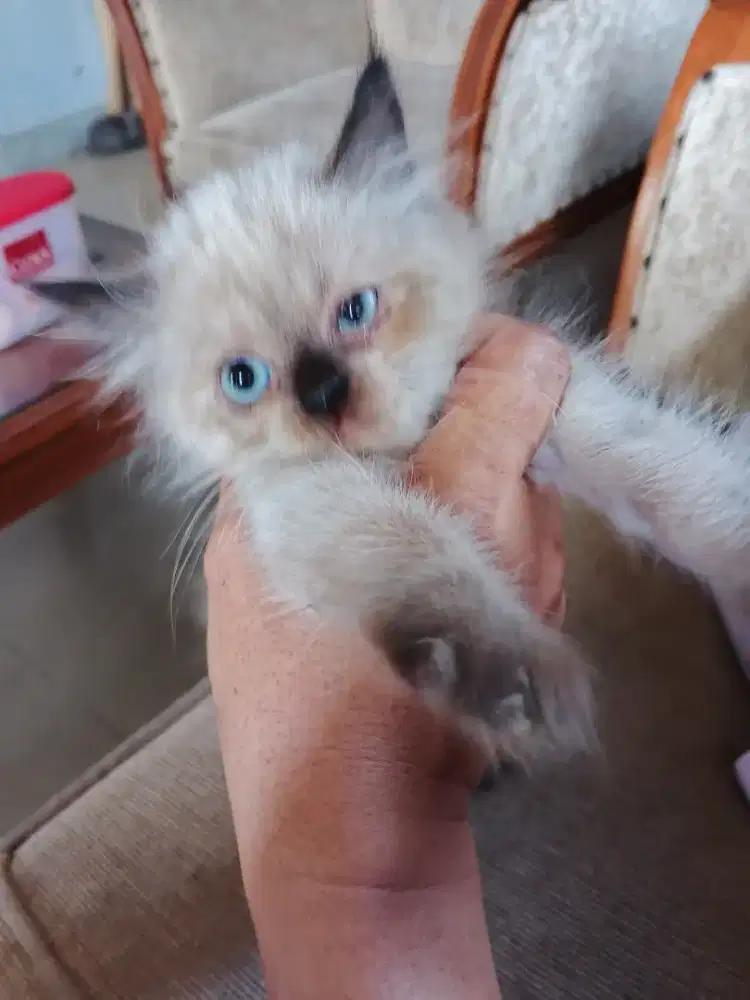 kitten persia cwok 2 bulan kincah adop a5