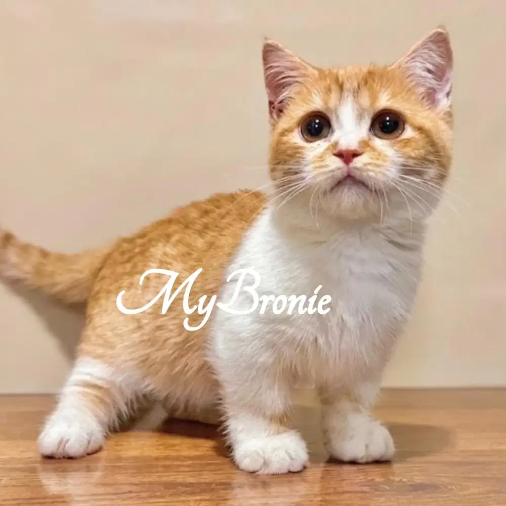 Kucing munchkin british shorthair red bicolor