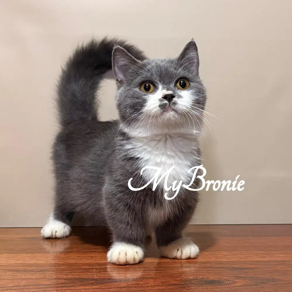 Kucing munchkin british shorthair jantan