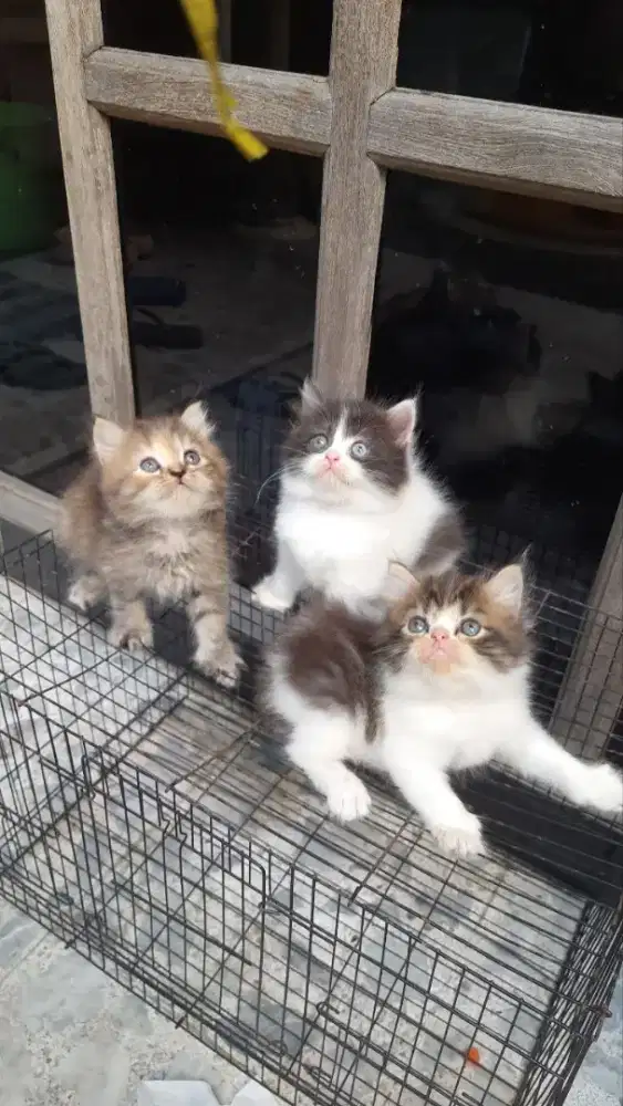 KUCING PERSIA KITTEN 1,5 BULAN