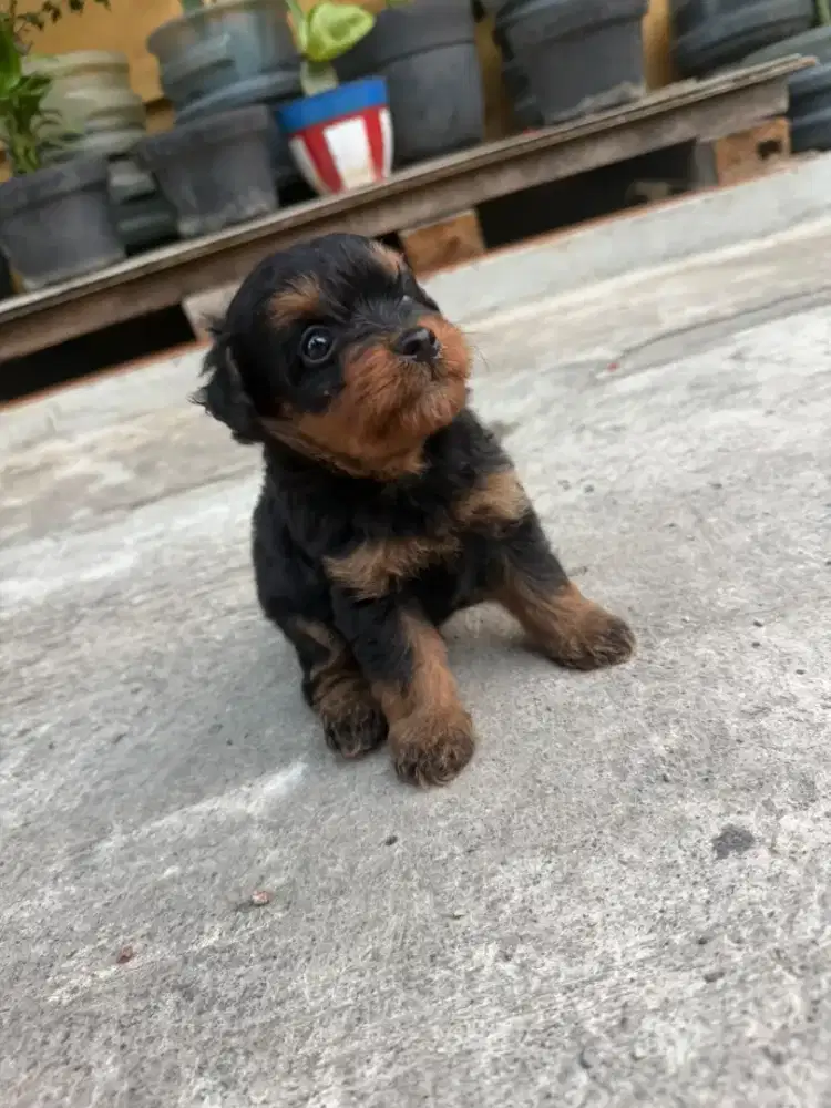 Puppies dog ras