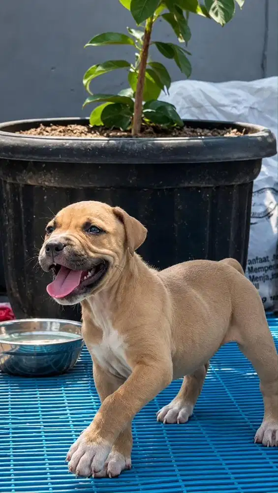 ANAK ANJING PITBULL