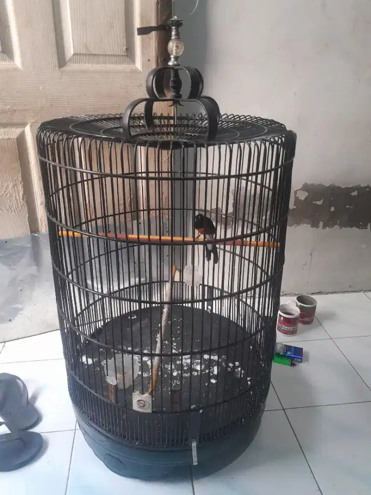Sangkar murai no2