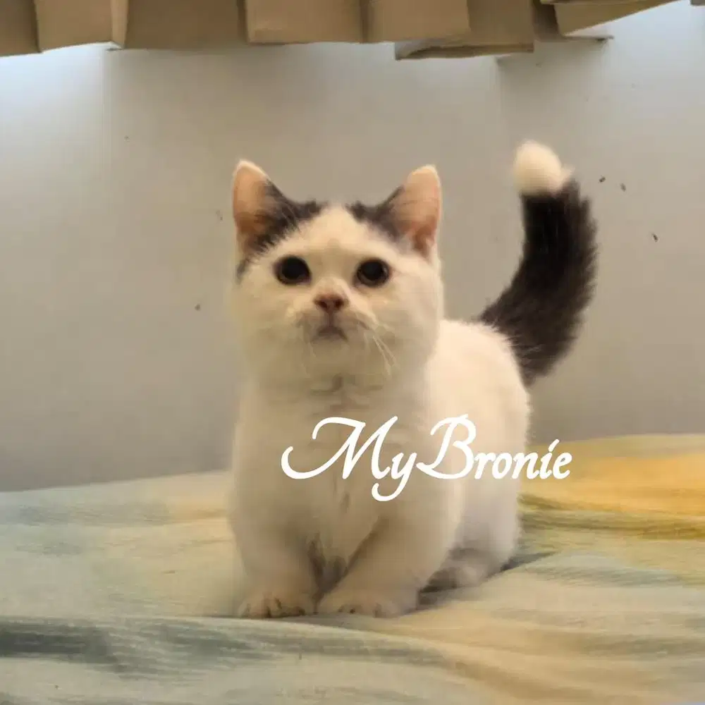 Kucing munchkin british betina blue van