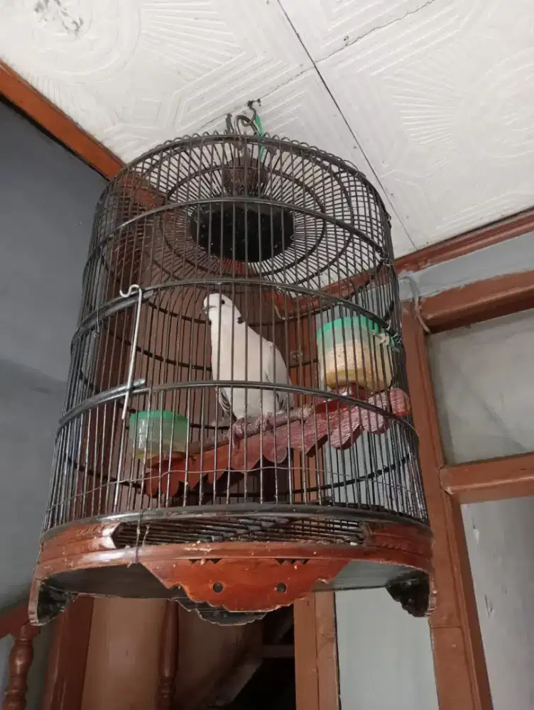 Puter pelung betina ring inohong