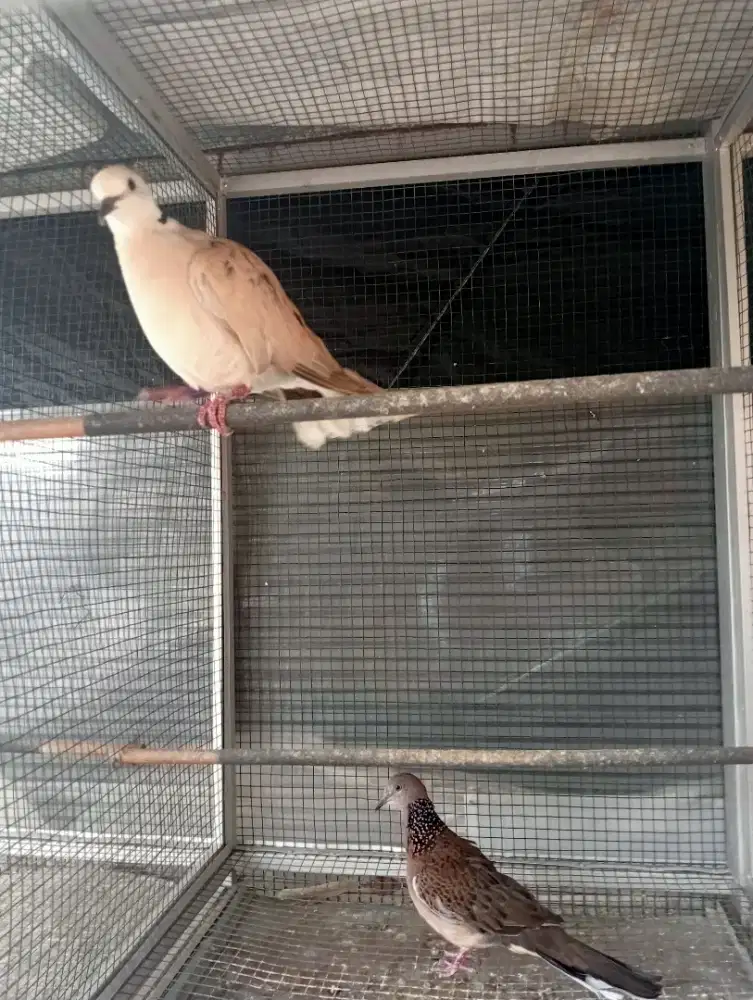 Puter pelung dan tikukur sejodo kuk satu