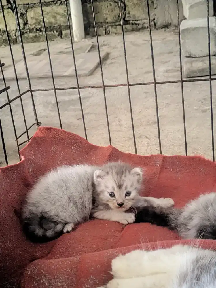 Kitten mic maencoon jantan