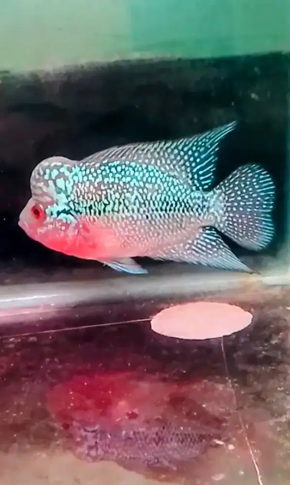 Ikan louhan SRD CENCU