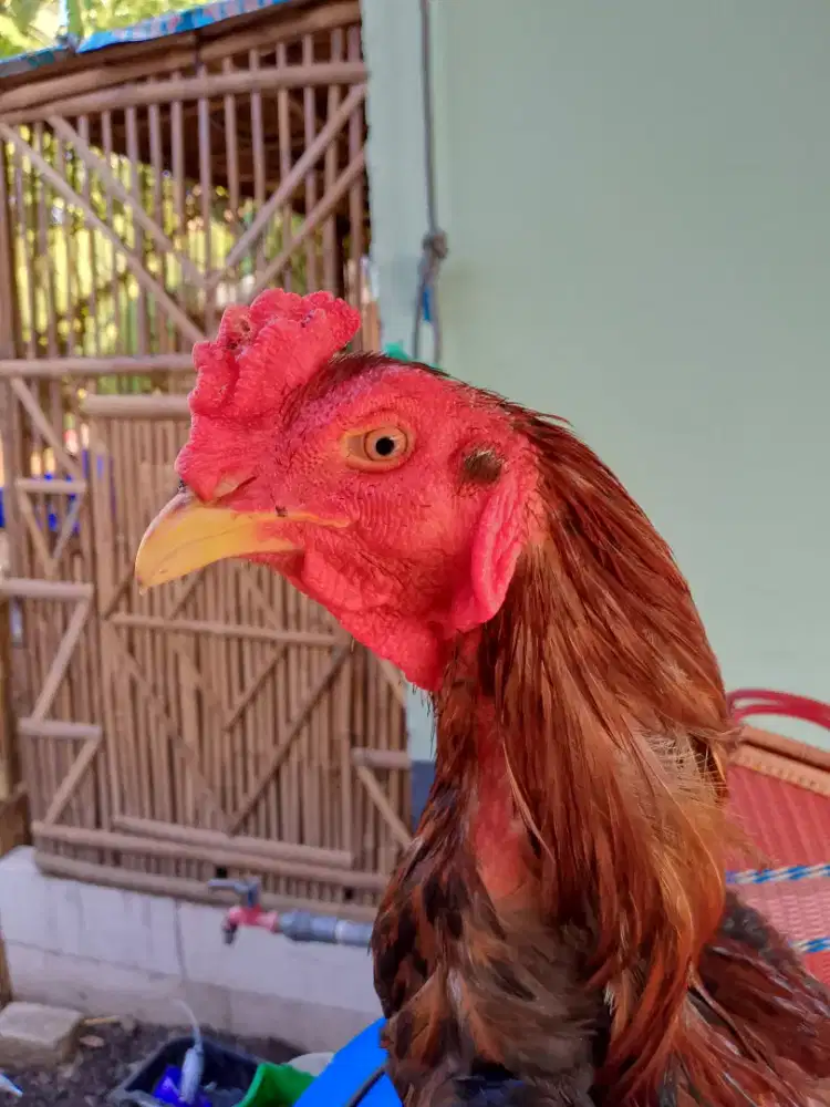Ayam bangkok birkok