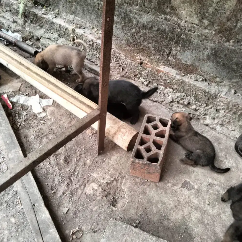 Yuk bisa di tanya , anak anjing nya sdh aktif dan bs jd teman di rmah