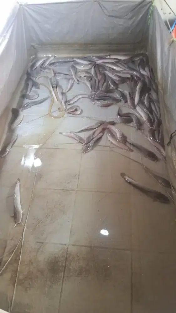 Jual lele konsumsi