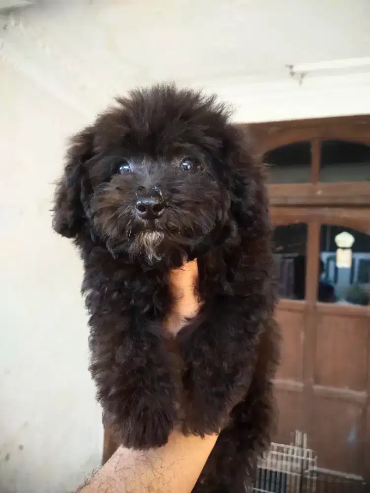 Poodle 3bln lebih 10hri