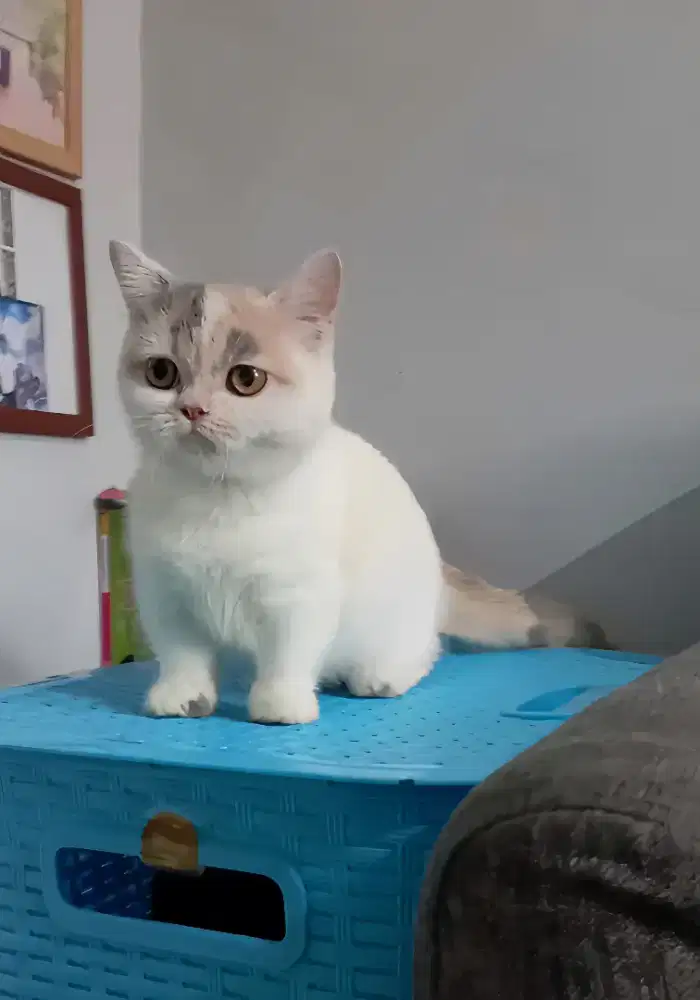 MUNCHKIN BSH CALICO DILUTE