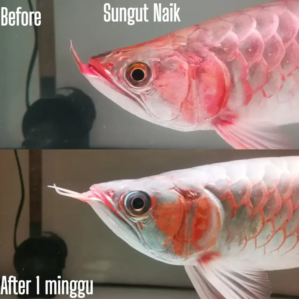 Salon ikan arowana