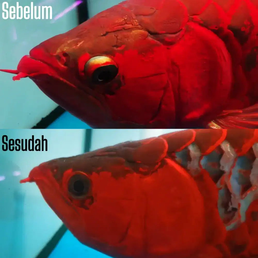 Salon ikan arwana