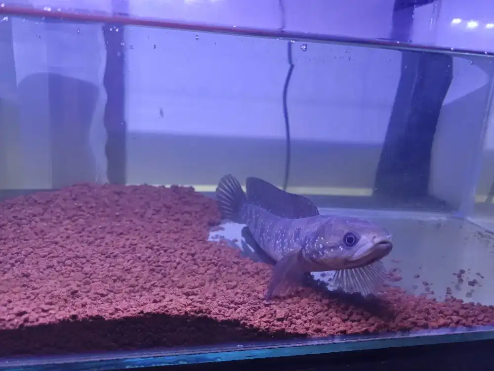 Channa Asiatica 19-20 cm