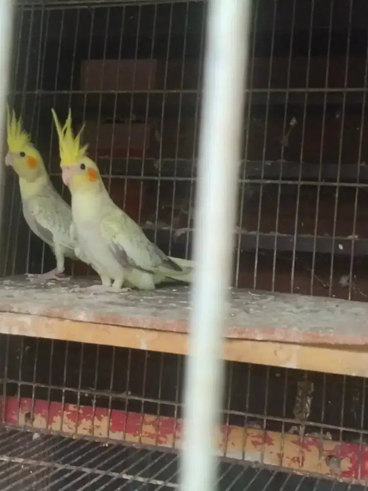 jual falk sepasang umur 6 bulan,warna seperti difoto