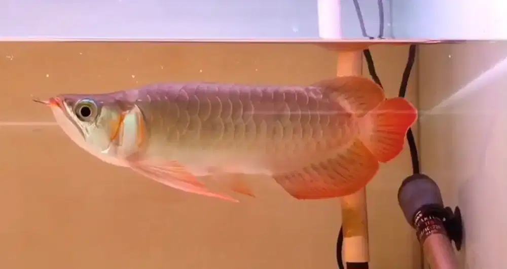 Arwana Super Red Semi King Size 30cm