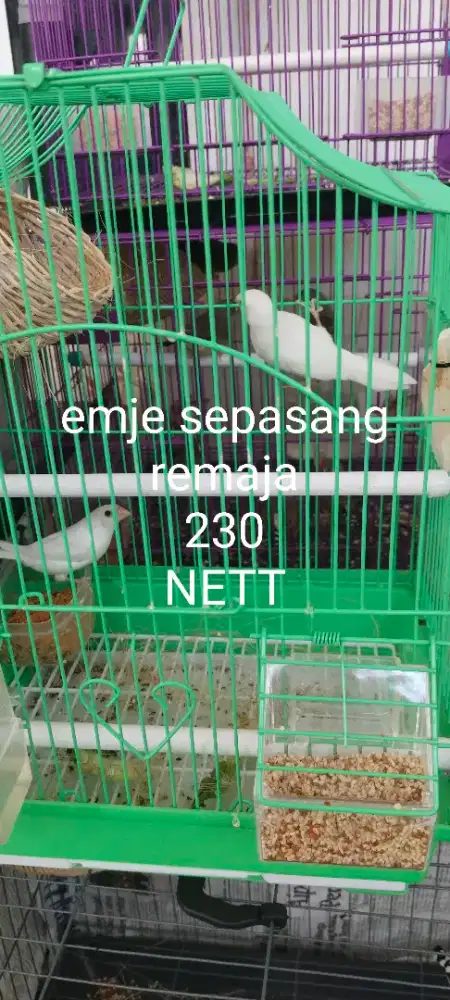 Burung emje sepasang nuktok