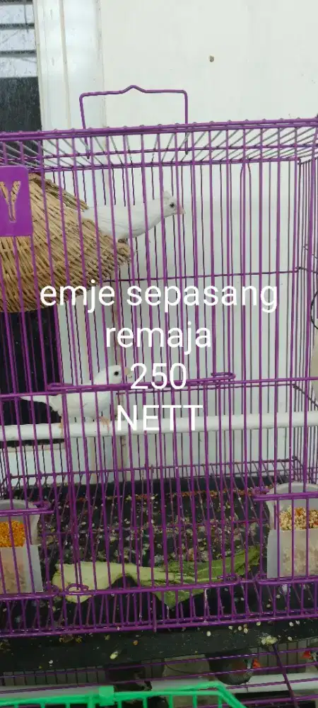 Burung emje sepasang