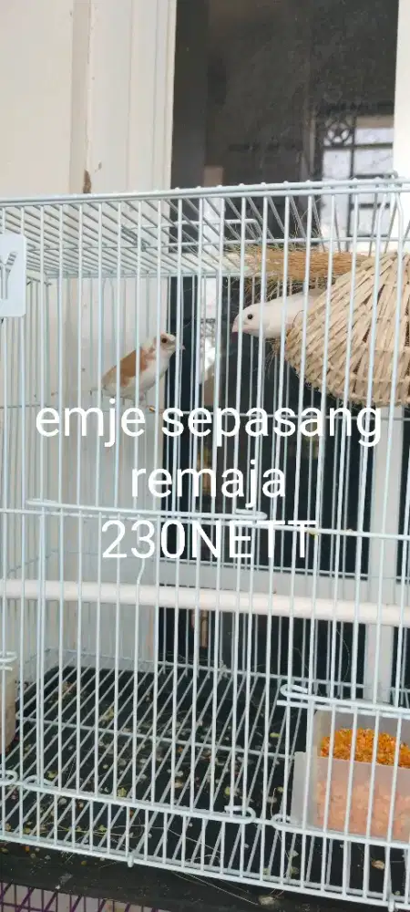 Burung emje sepasang nuktok