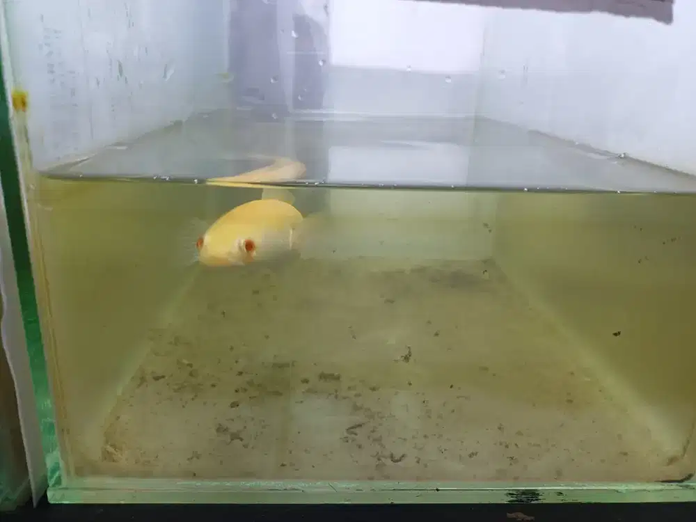 Channa Striata Albino 12 cm +Akuarium