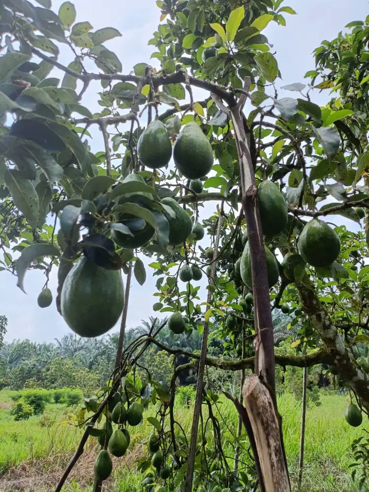 DIJUAL CEPAT - BUTUH UANG / PINDAH KE LUAR NEGERI