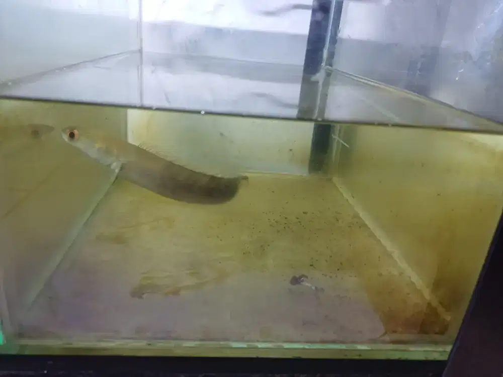 Channa Maru Yellow 12 cm +Akuarium