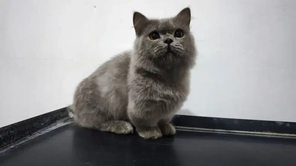 British Longhair Munchkin