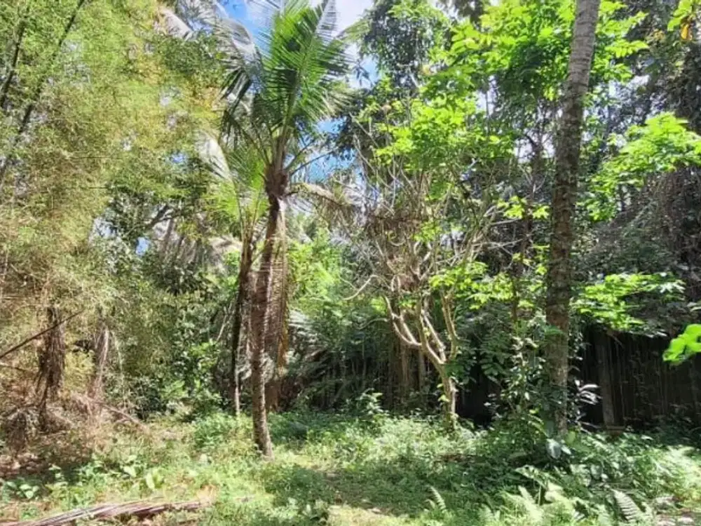 TANAH DEKAT MONKEY FOREST SANGEH ABIANSEMAL BADUNG