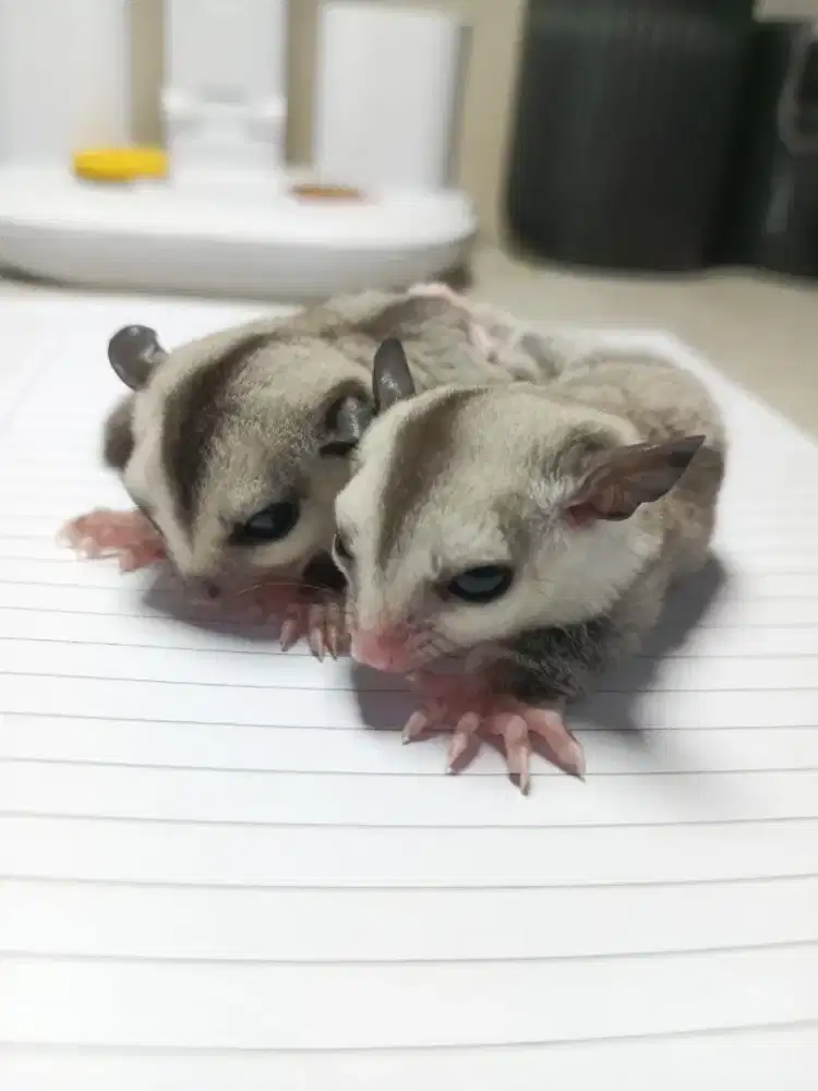 Sugar glider sg anakan jinak lucu SEPASANG