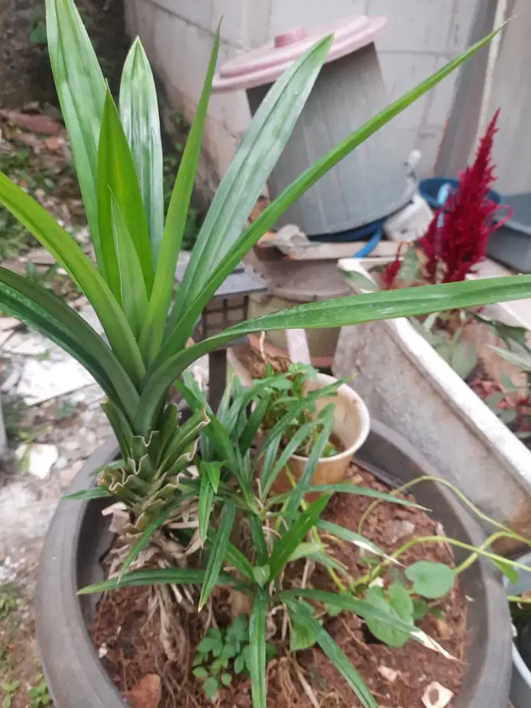 Bibit daun pandan wangi