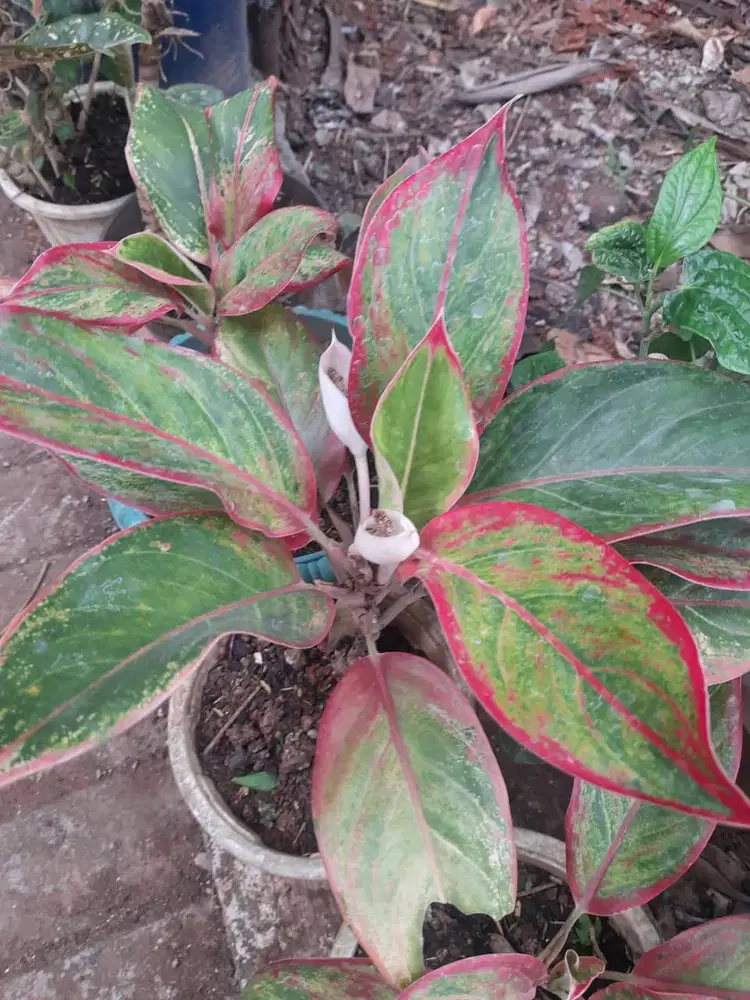 Aglonema red gold