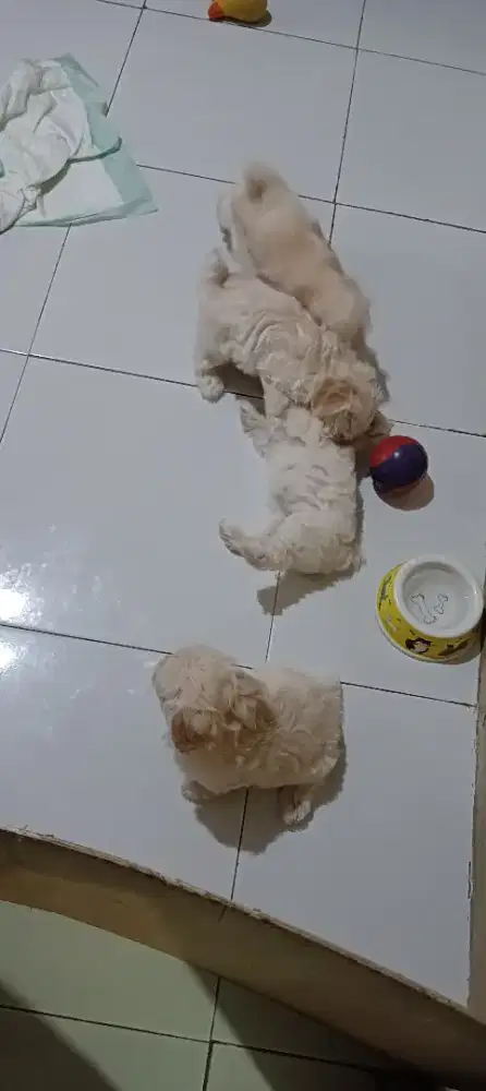 Jual maltipo jantan 1 betina 3 usia 7 minggu