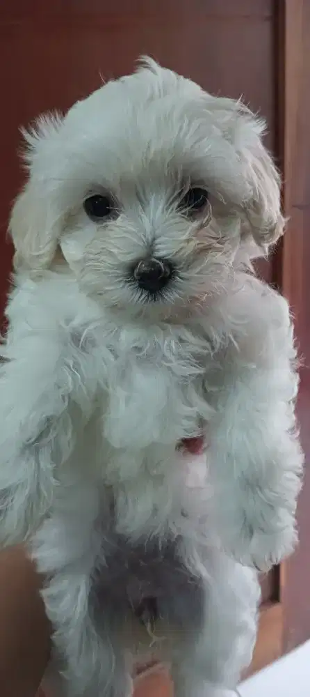Jual maltipo  betina 3 ekor  usia 7 minggu