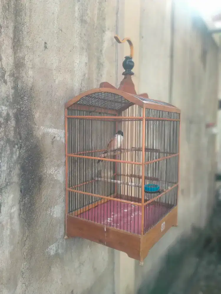 jual burung pented