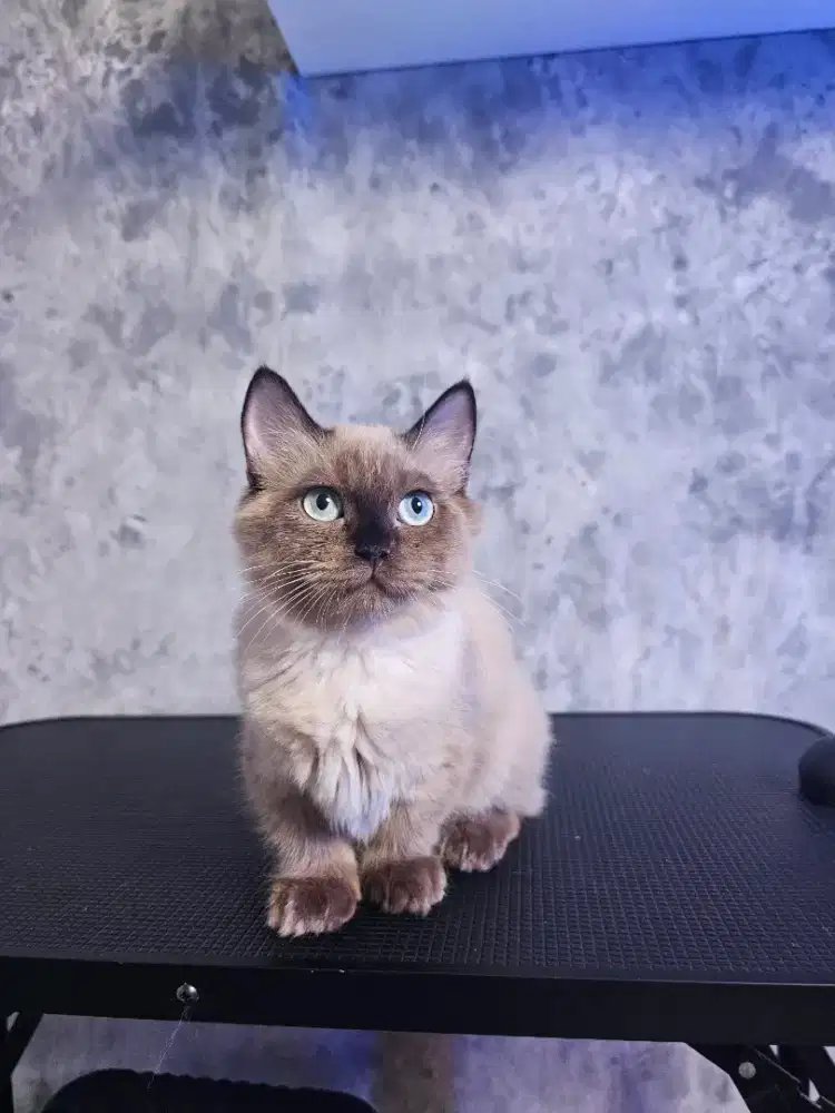Kucing Munchkin Himalaya Chocolate Point betina