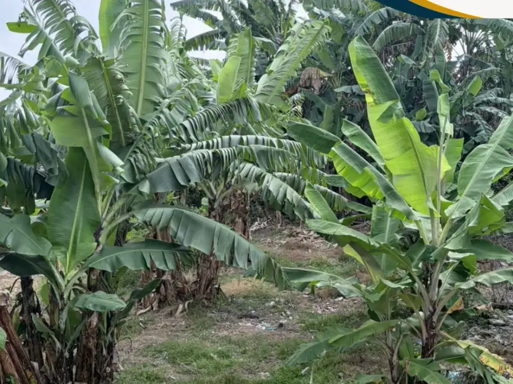 For Sale Tanah Murah dan bisa Langsung Bangun Area Strategis