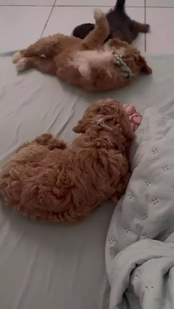 Anak Anjing Poodle Jantan