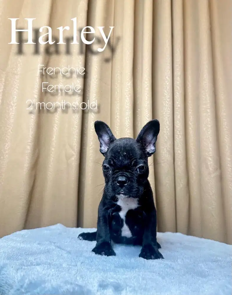 French Bulldog (frenchie)