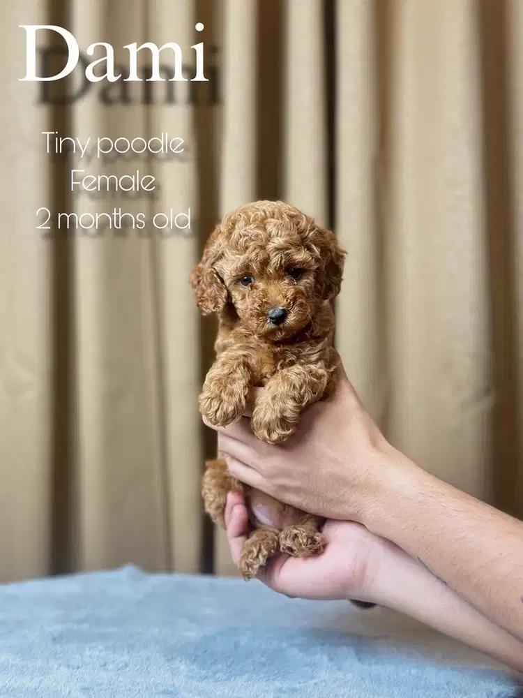 tiny red poodle