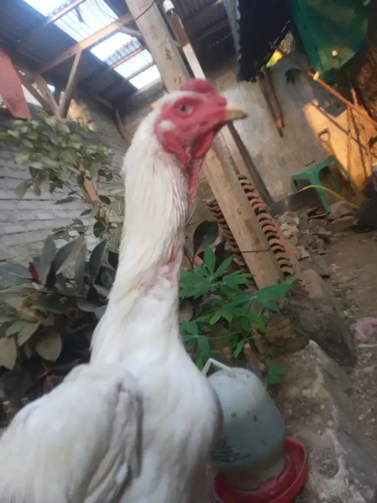 Ayam Bangkok Klasik jago bulu putih, cocok untuk hiasan halaman rumah