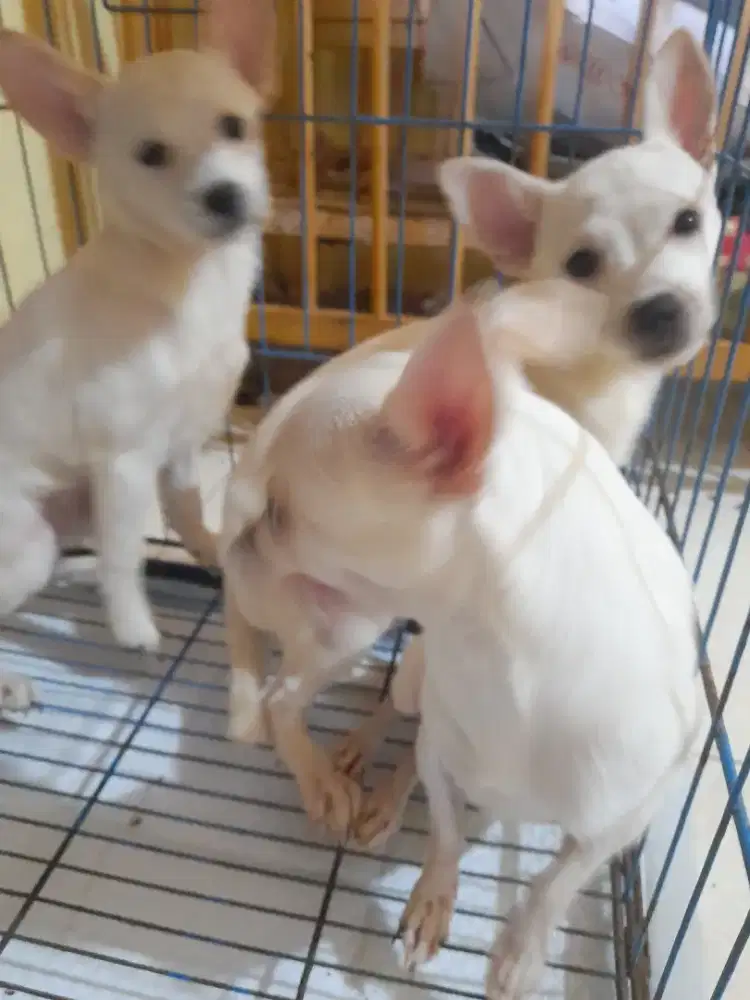 Di jual anakan anjing chihuahua putih